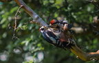 Tierwelt